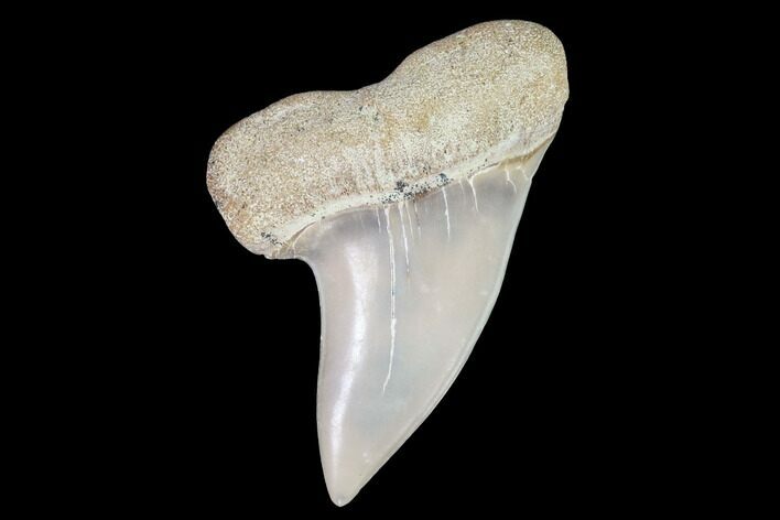 Mako Shark Tooth Fossil - Sharktooth Hill, CA #94700